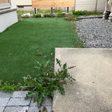 今年もこの季節がやってきた、庭の雑草シーズン