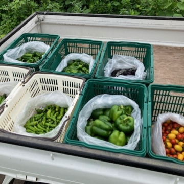 夏野菜の収穫、最後にやらかしました