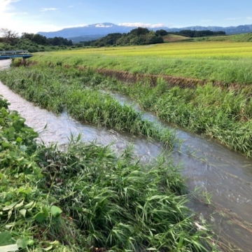 大雨の後の草刈り、田んぼはなんとか無事でした