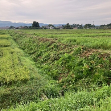草刈り最大の難所を無事クリア、かっぱ寿司でお疲れ様会