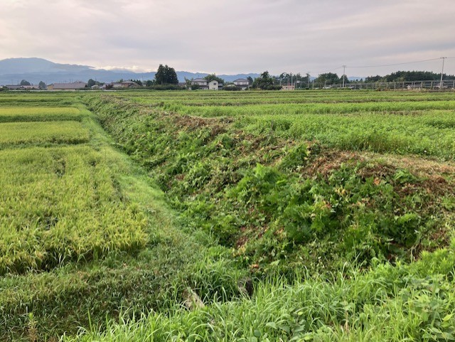 草刈り最大の難所を無事クリア、かっぱ寿司でお疲れ様会