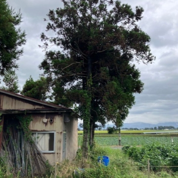 偶然とは思えない、越境物件が続きます